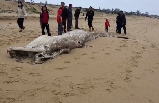 dead whale washed up on beach in quang binh picture 1