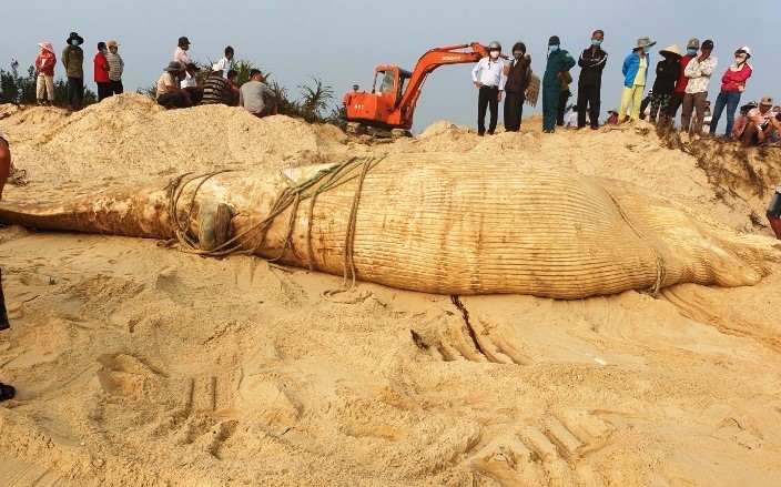 giant whale found dead in central vietnam picture 1