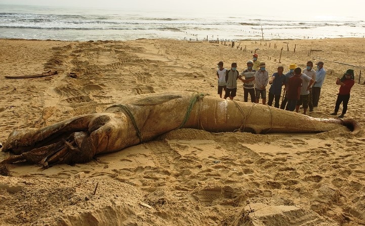 giant whale found dead in central vietnam picture 2