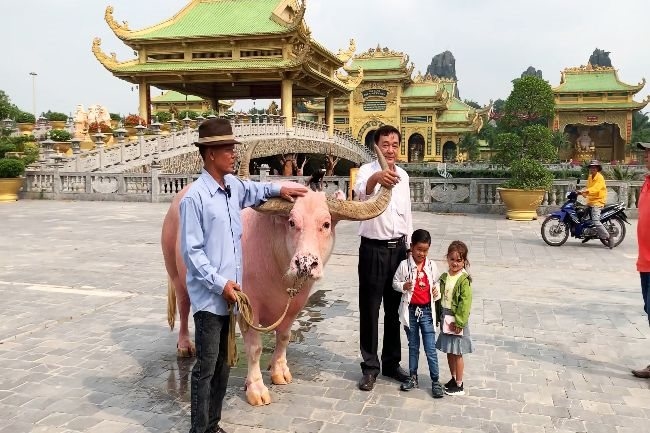 pink buffalo in saigon picture 1