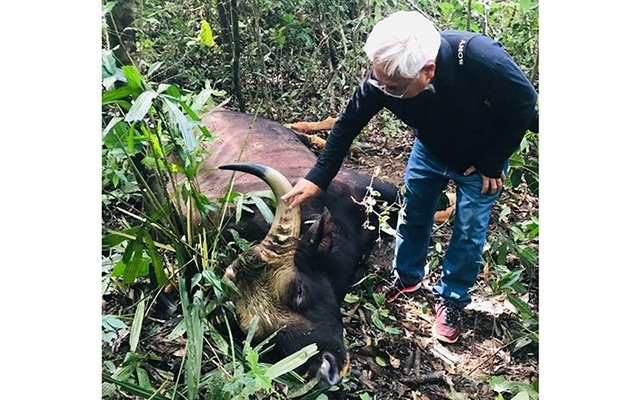 a 700kg gaur dies in dong nai nature reserve picture 1