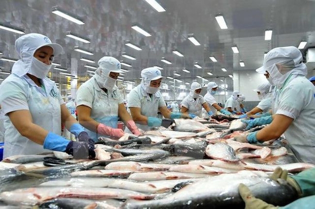 pangasius exports increase by 0.6 in q1 picture 1