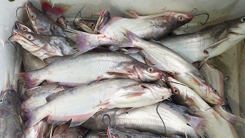 Cá ngạnh sông Đà ngày càng hiếm nên giá khá đắt đỏ, tới nửa triệu đồng mỗi kg.