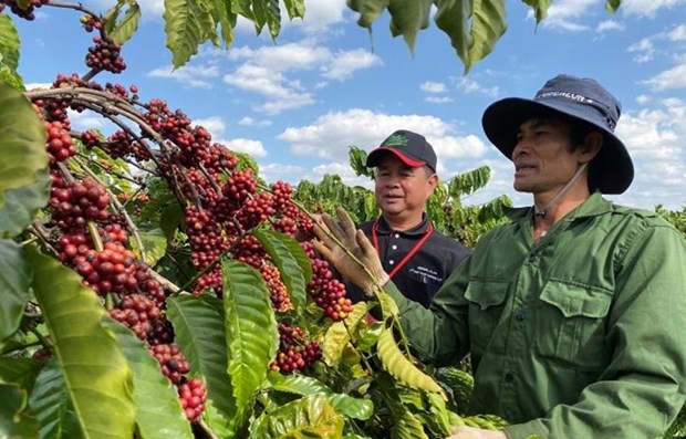 Coffee exports fall by over 11% in Q1 | VOV.VN