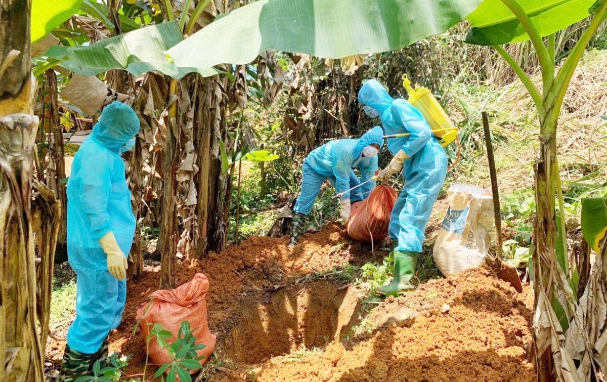 fresh african swine fever outbreak detected in lao cai province picture 1 fresh african swine fever outbreak detected in lao cai province picture 1
