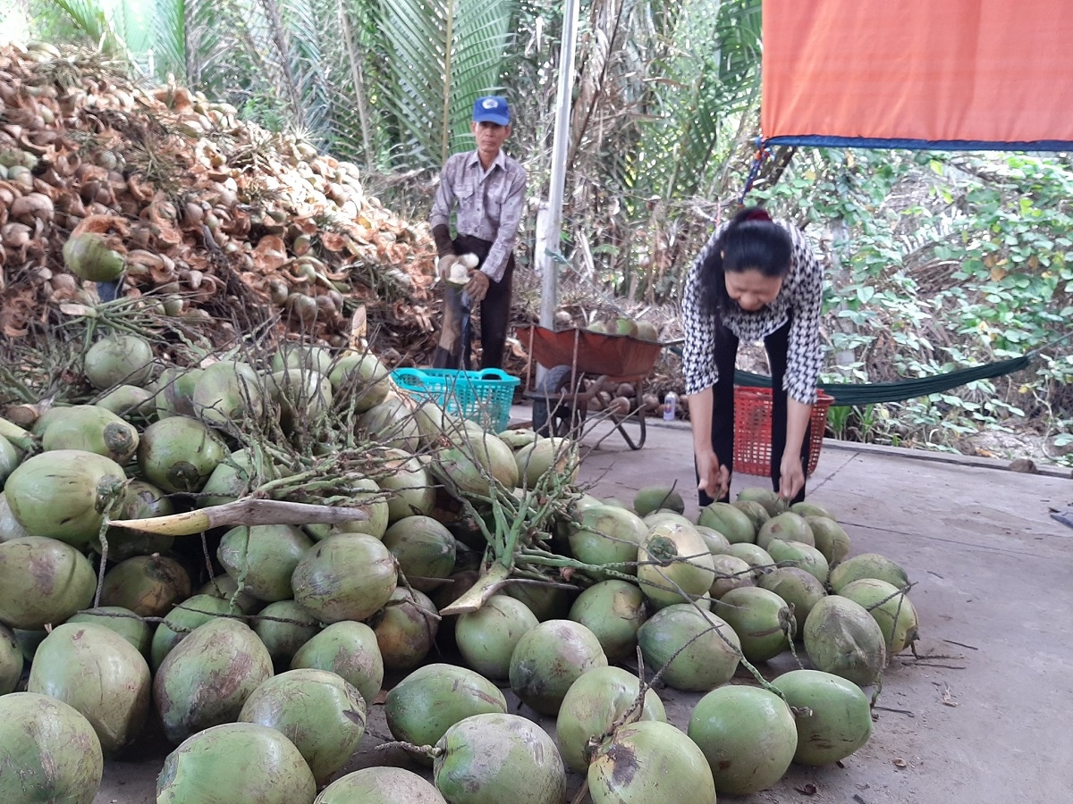 Cần nhân rộng diện tích dừa hữu cơ và sản xuất muối theo hướng liên kết gắn với thị trường