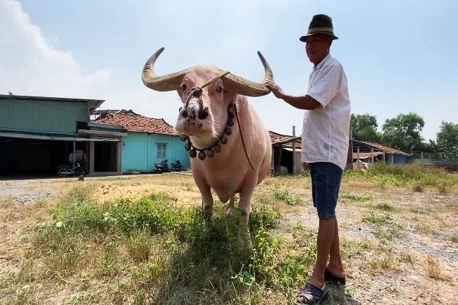 pink buffalo in saigon picture 2