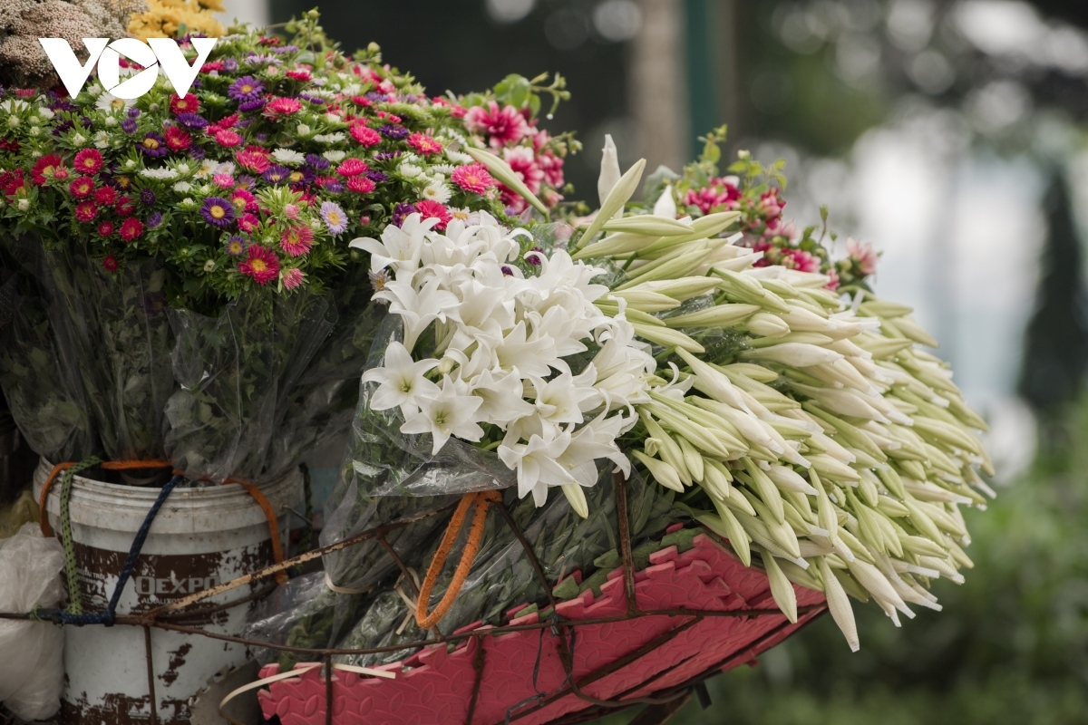 hanoi welcomes romantic atmosphere with lily flower blooming season picture 10