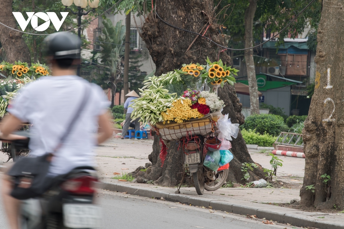 hanoi welcomes romantic atmosphere with lily flower blooming season picture 12