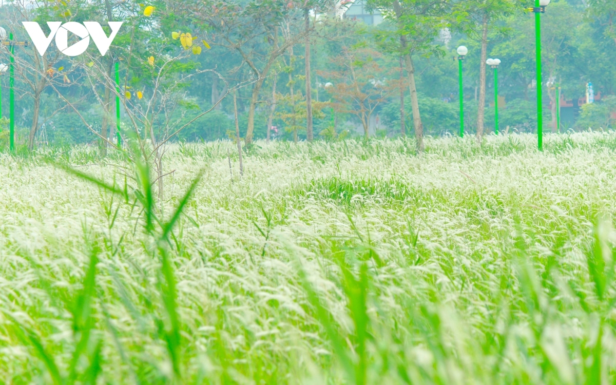 blooming beauty of co lau flowers in hanoi picture 8