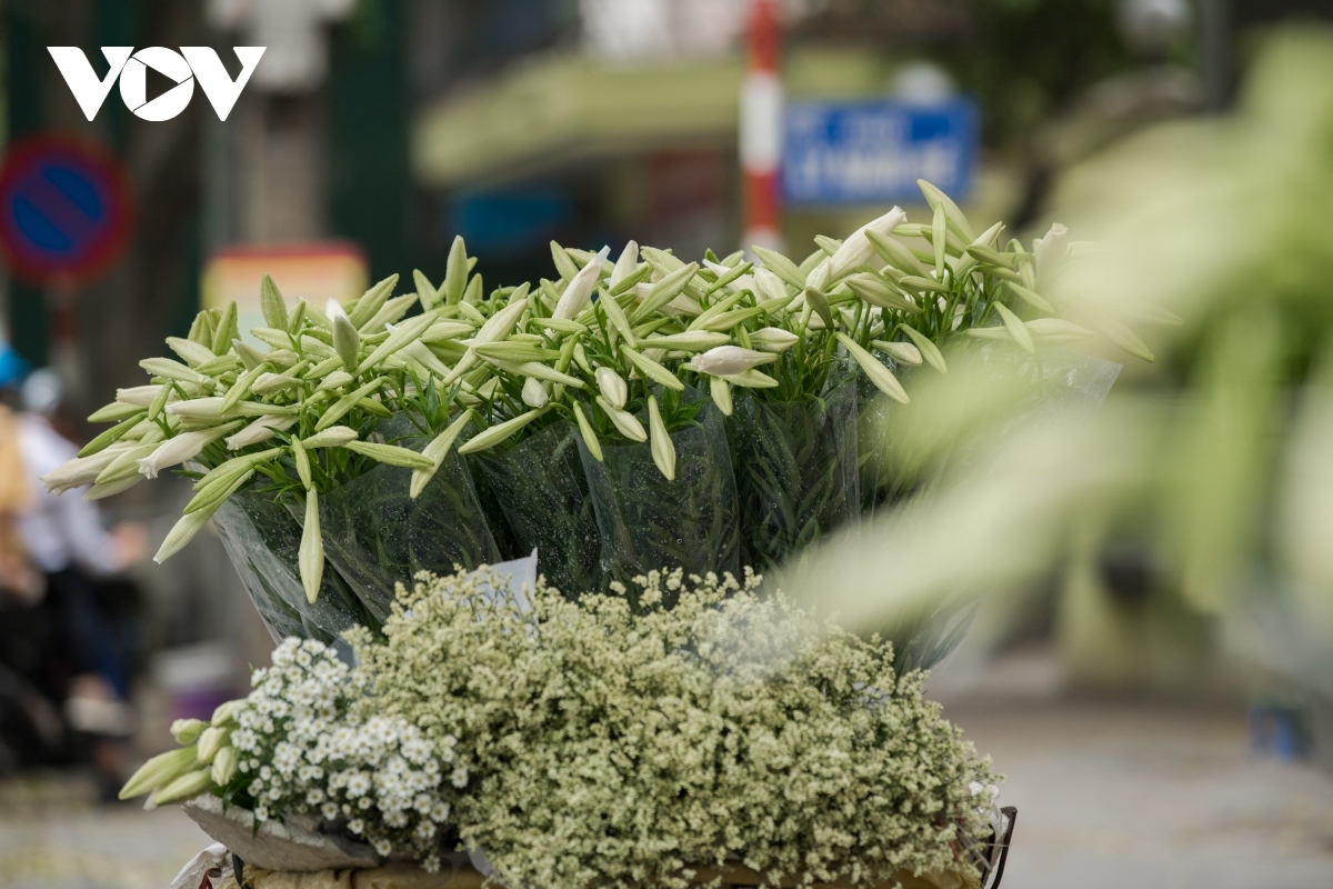 Lilies at the beginning of the season have yet to fully bloom. The price for a bunch of 15 to 16 branches ranges from VND30,000 to VND50,000.