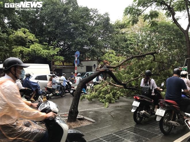 heavy downpours cause severe traffic jams and fallen trees around hanoi picture 10