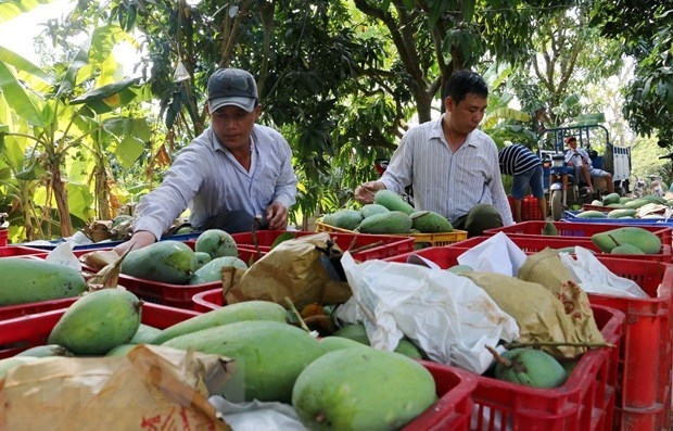 ministry targets us 650 million from mango exports by 2030 picture 1