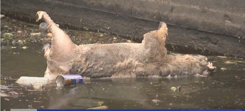 Nước mặt Hồ Tây lại ô nhiễm