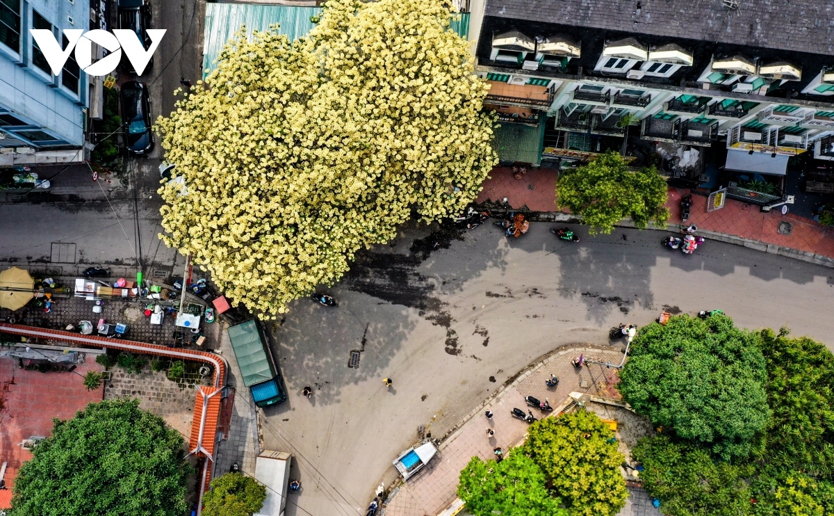 stunning beauty of 300-year-old hoa bun tree in hanoi picture 4