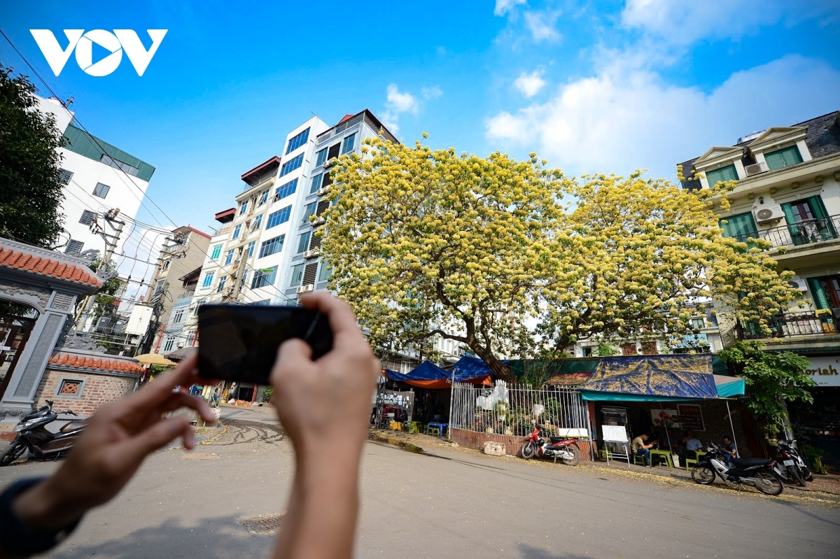 stunning beauty of 300-year-old hoa bun tree in hanoi picture 7