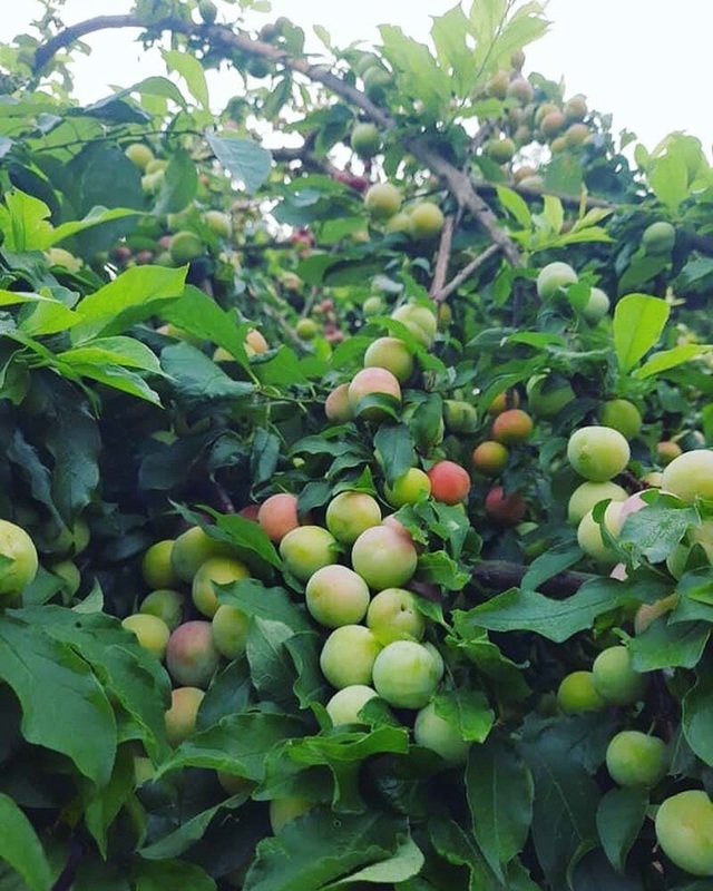 Năm thương lái chậm thu mua, mận tại vườn bắt đầu chín đỏ. 