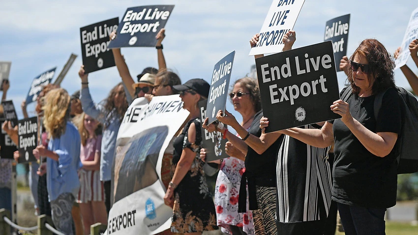 Người New Zealand biểu tình phản đối xuất khẩu gia súc sống vào tháng 11/2020. (Ảnh: Getty)