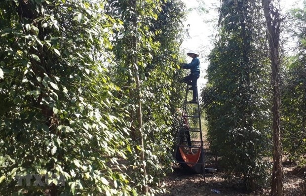 public, private sectors partner to boost sustainable peppercorn industry picture 1