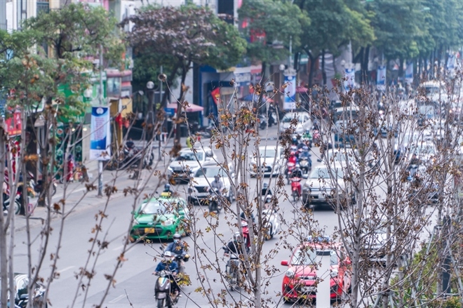 ha noi se trong bang la nho thay the hang phong la do hinh anh 1