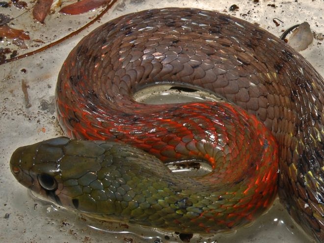 Một bé gái 15 tháng tuổi bị rắn cổ đỏ cắn tử vong | VOV.VN