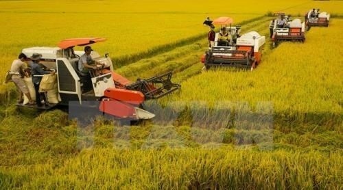vietnam aims to reduce greenhouse gas emissions in rice sector picture 1