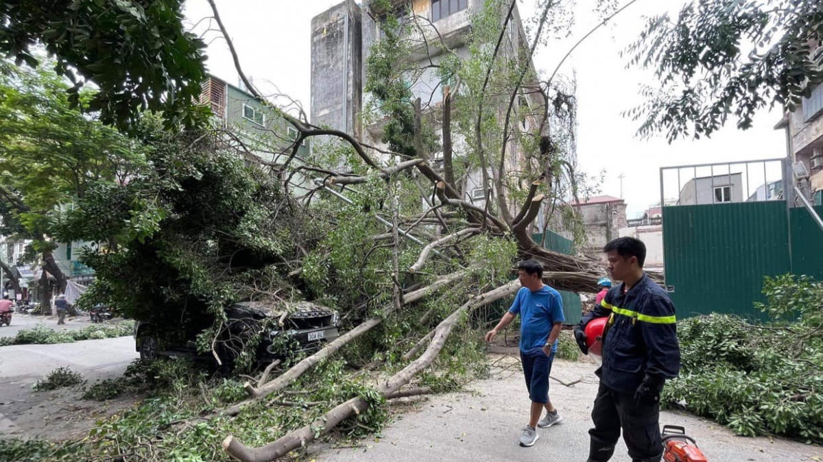 Không mưa gió nhưng cây vẫn đổ đè lên ô tô đang đi trên phố ở Hà Nội