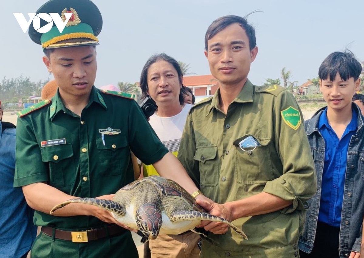 rare sea turtle returned to nature in quang nam picture 1