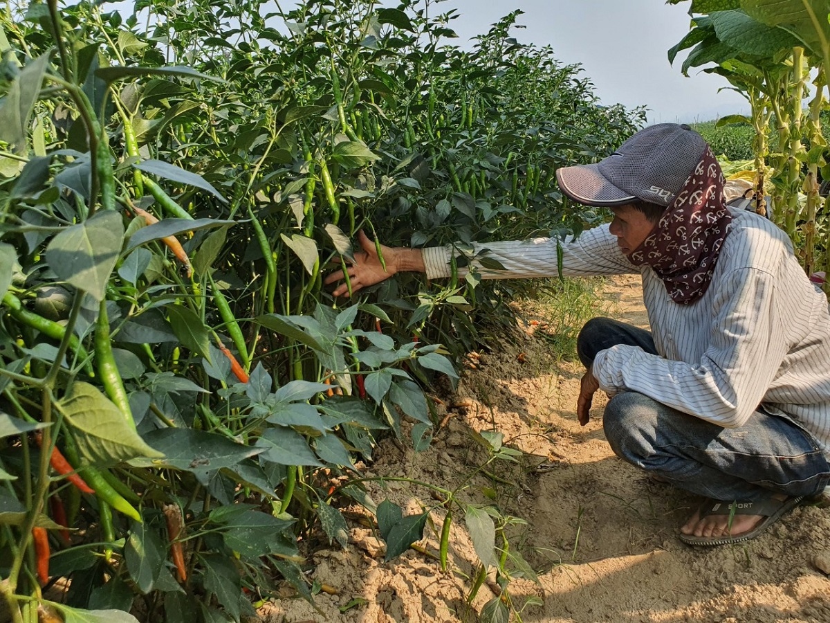 Ớt trĩu quả không ai mua, nông dân Quảng Nam lao đao