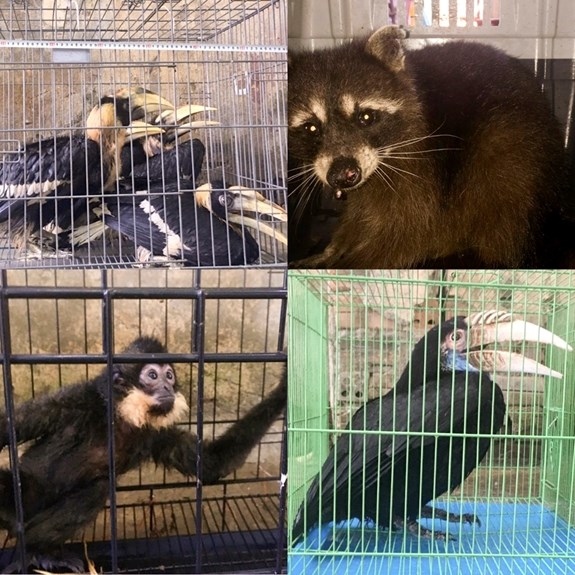 env campaign helps protect wildlife in central localities picture 1 env campaign helps protect wildlife in central localities picture 1