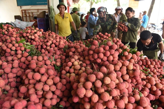 Không để nông sản tại vùng dịch ùn ứ