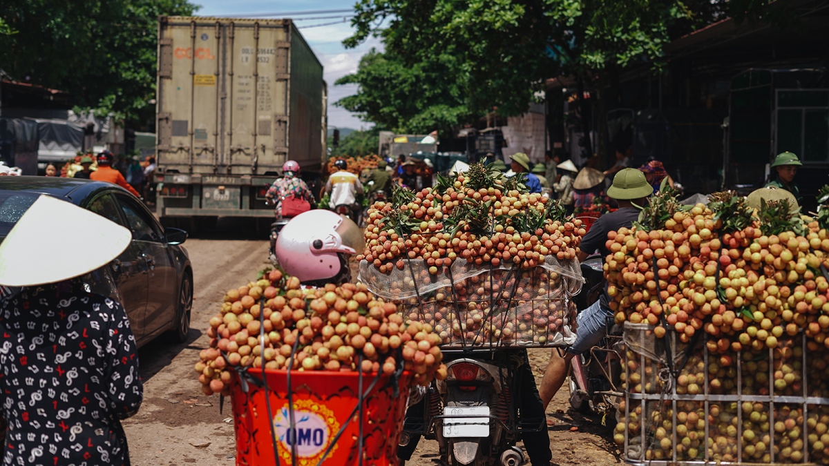 Vải u hồng và vải lai mất giá thảm ngay từ đầu mùa