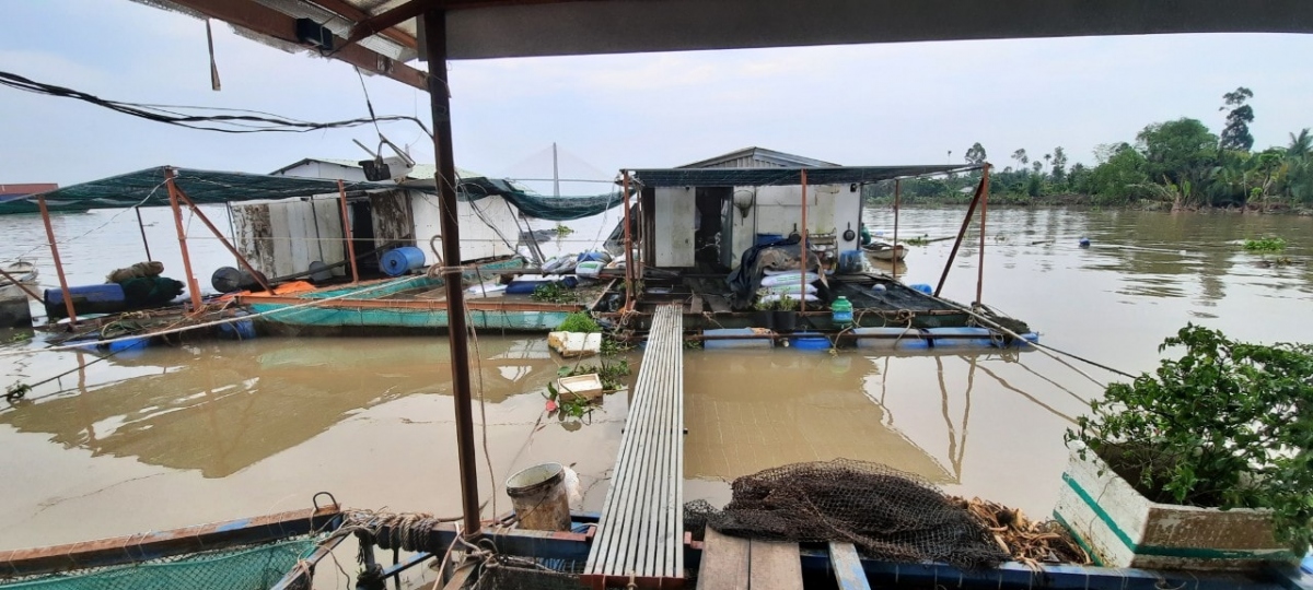 Tiền Giang: Điều tra vụ tàu chở container tông vào bè cá làm 12 tấn cá  thoát ra sông Tiền