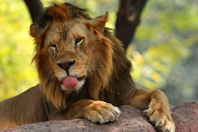 8 con sư tử tại Công viên động vật Nehru (Ấn Độ) mắc Covid-19 | VOV.VN