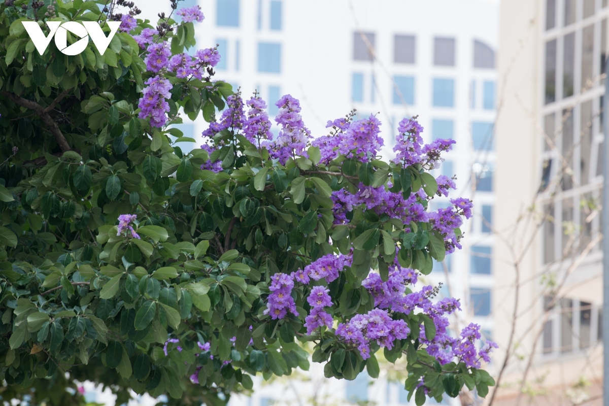 hanoi streets turn purple with blossoming crape myrtle flowers picture 12