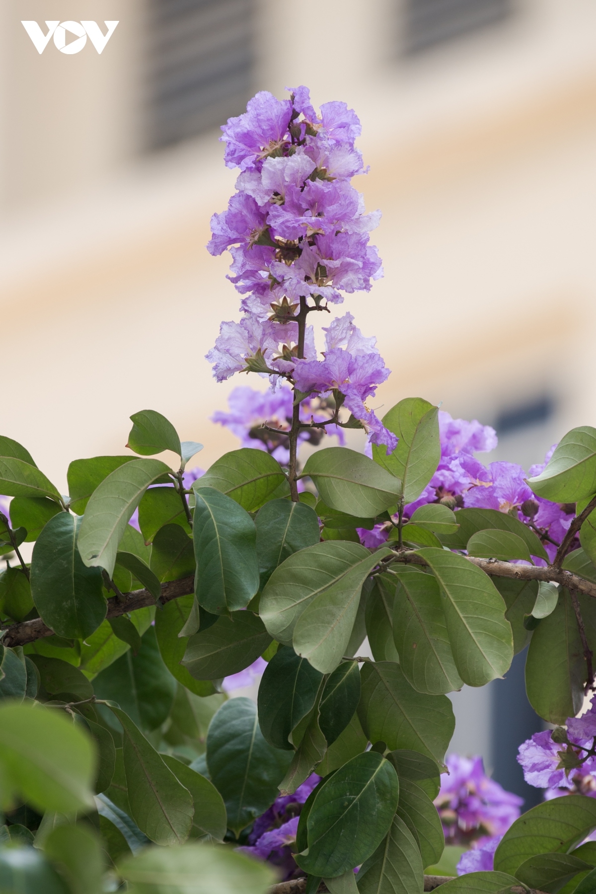 hanoi streets turn purple with blossoming crape myrtle flowers picture 14
