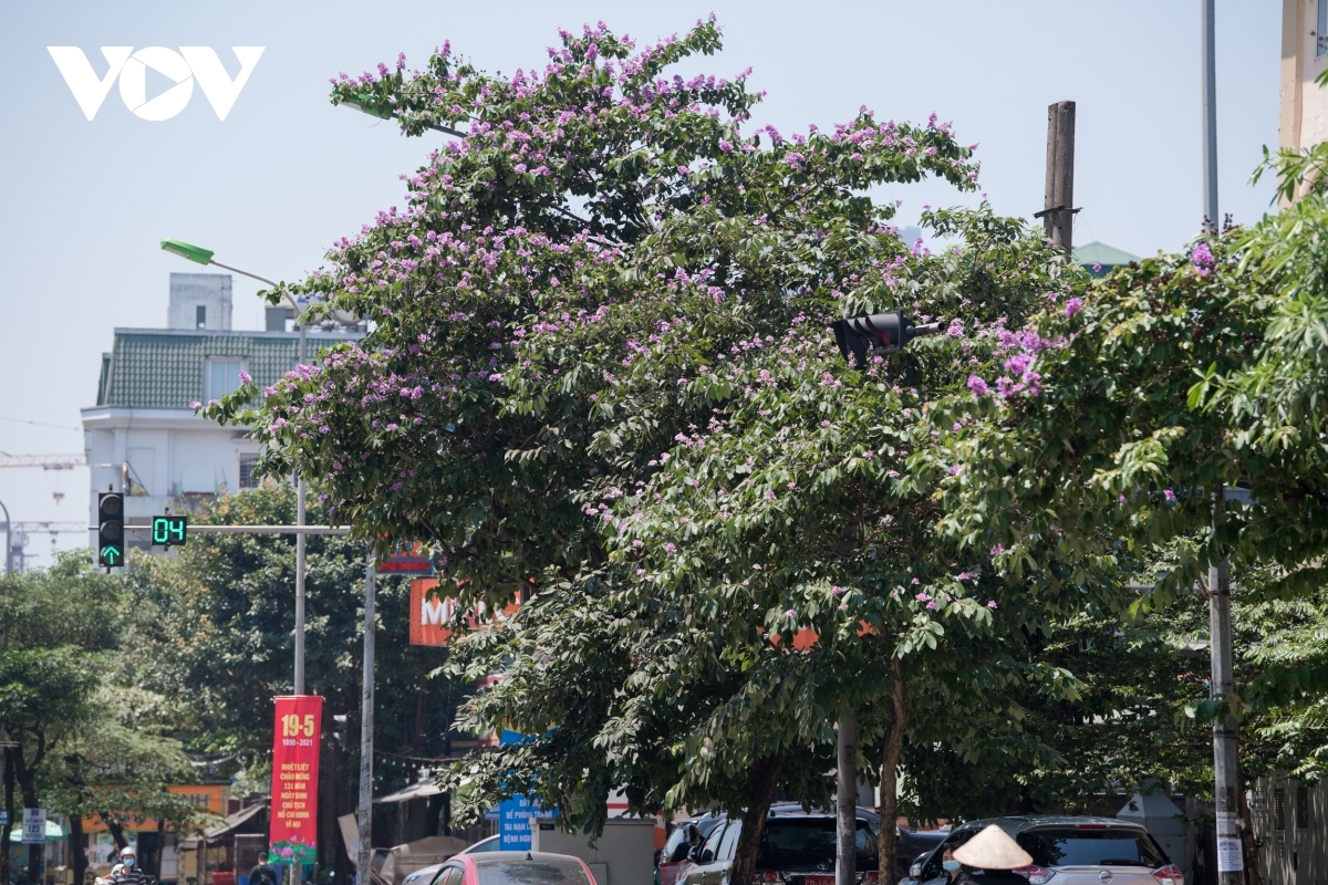 hanoi streets turn purple with blossoming crape myrtle flowers picture 15