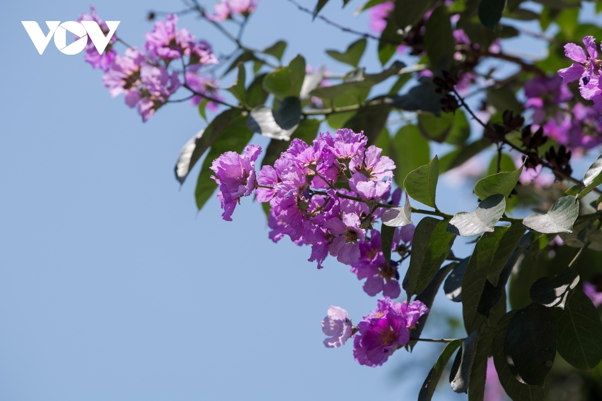 hanoi streets turn purple with blossoming crape myrtle flowers picture 3