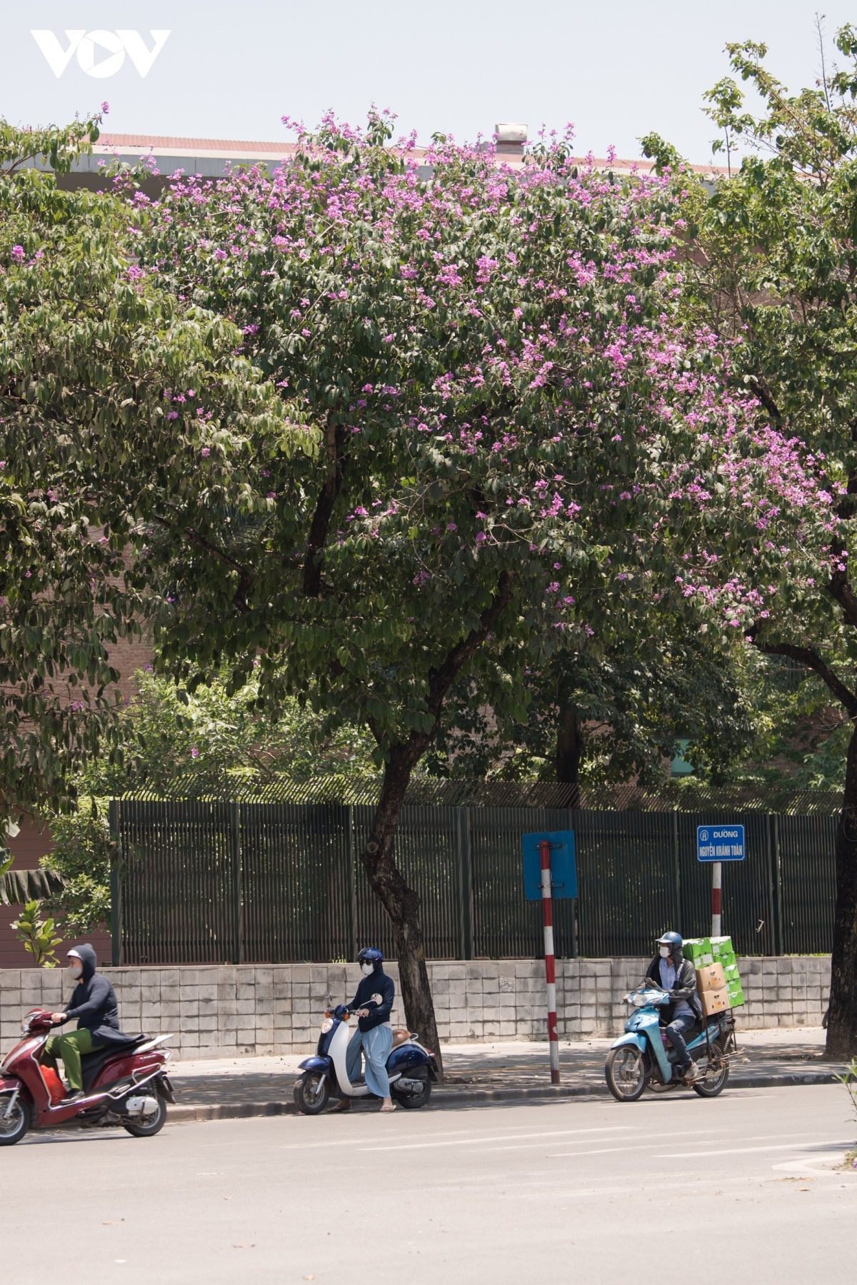 The trees serve to bring shade to commuters around the capital during the current hot spell.
