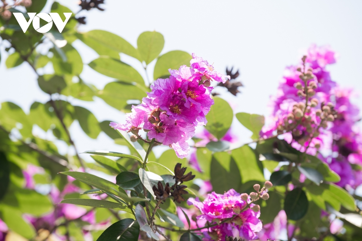 hanoi streets turn purple with blossoming crape myrtle flowers picture 6