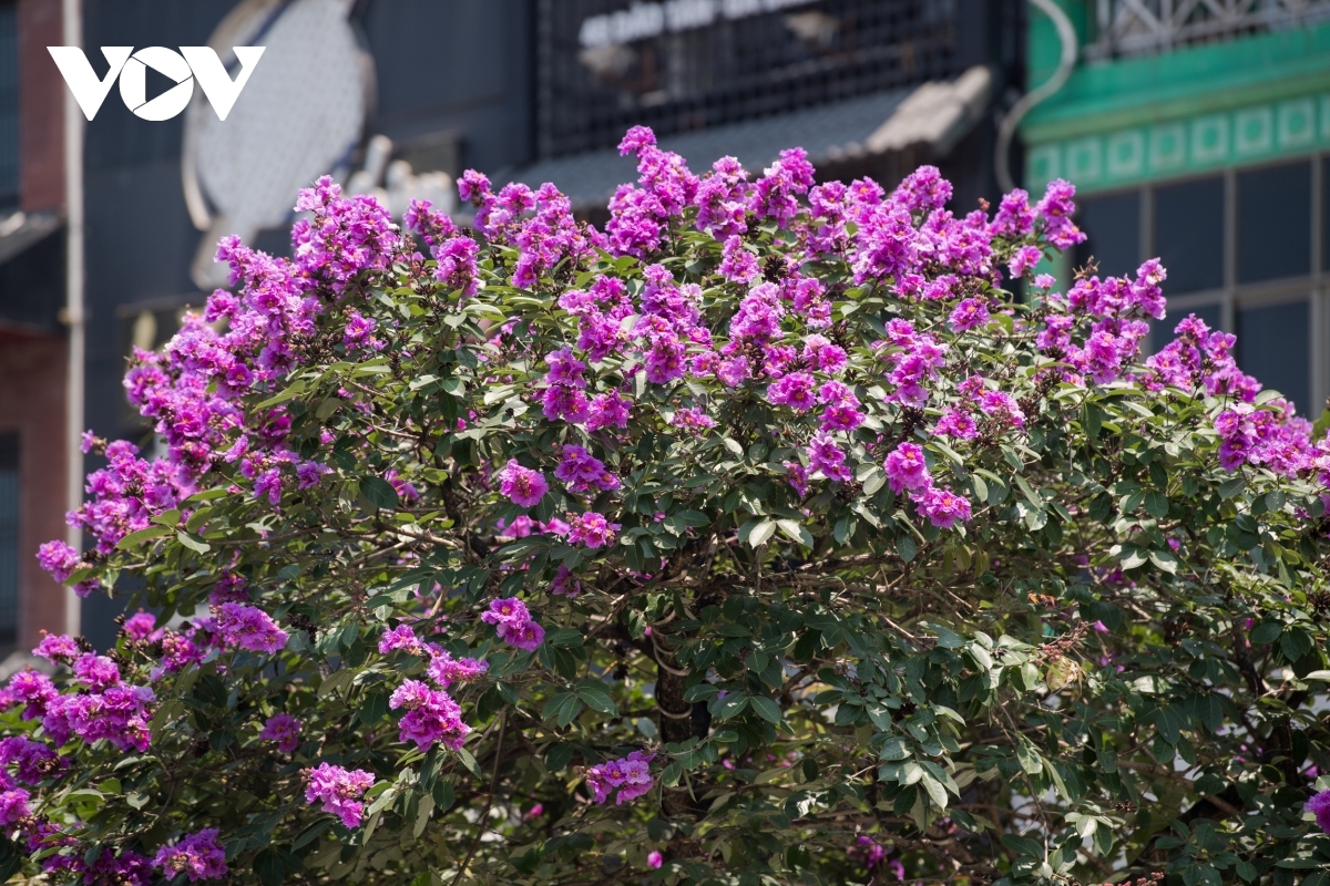 Blooming purple flowers tend to coincide with the end of the students’ school year.