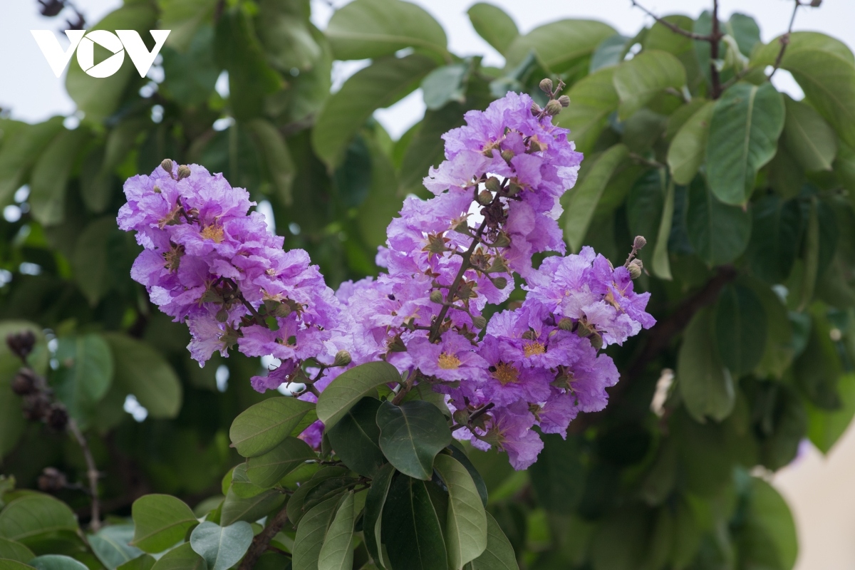 Seeing the purple flowers around Hanoi helps to make the city a more pleasant place amid the scorching sun and soaring temperatures.