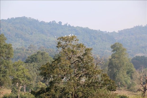 localities urged to announce forest status in 2020 picture 1