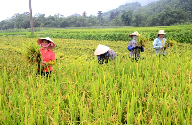 Người dân vùng cách ly y tế thu hoạch lúa như thế nào?