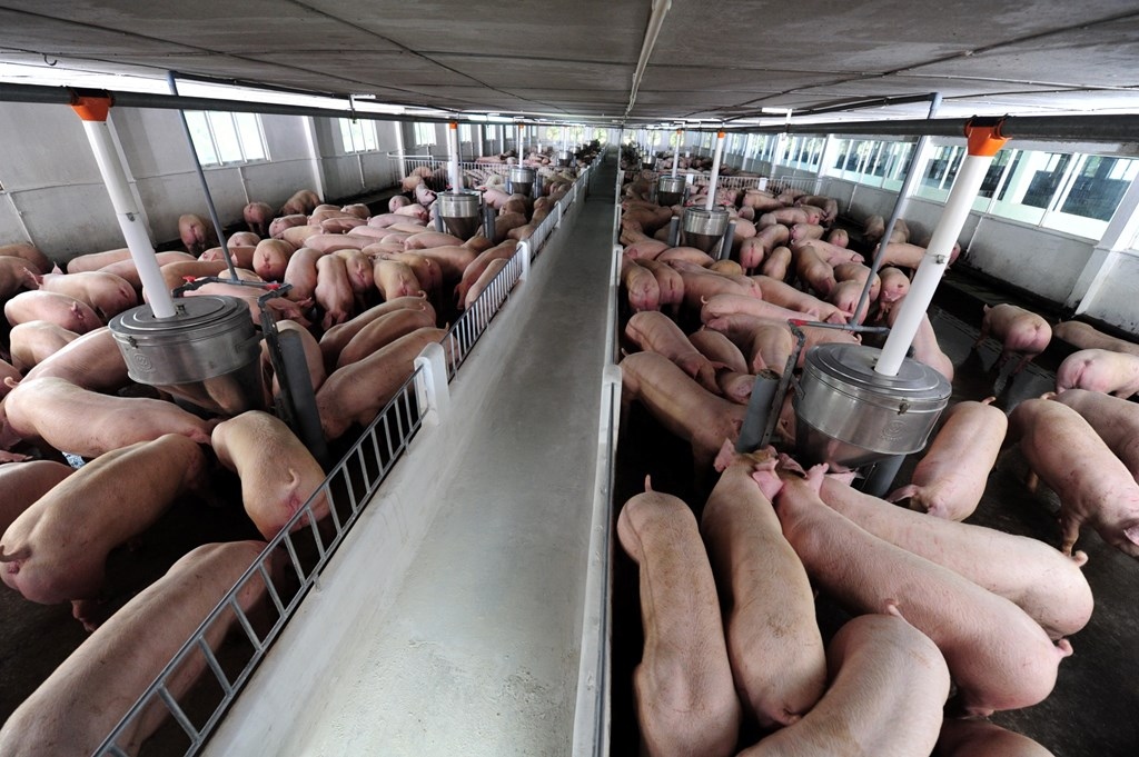 vietnam to temporarily halt importing live pigs from thailand picture 1