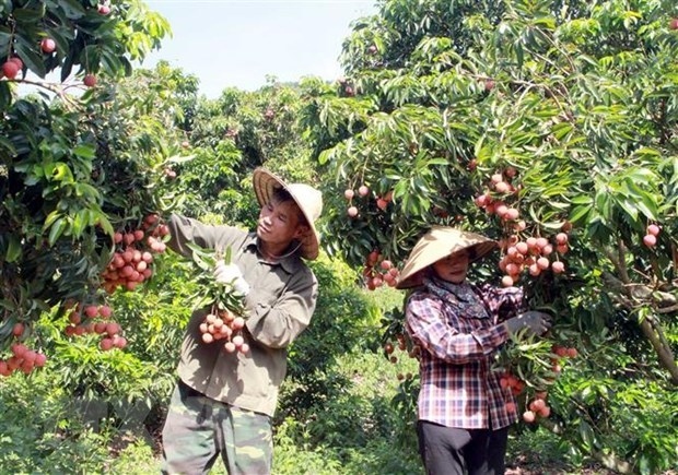 Farmers in Bac Giang are harvesting lychee for export.