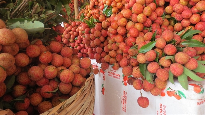 bac giang lychees to be shipped to us market picture 1