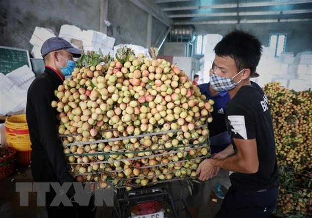 pm orders removing difficulties in farm produce consumption for bac giang picture 1