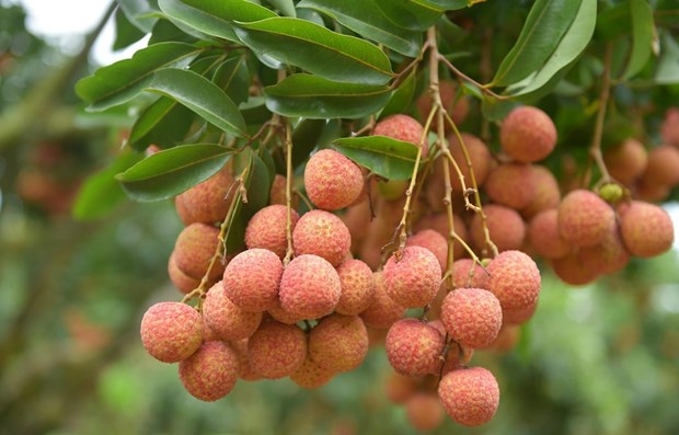 over 3,600 tonnes of fresh lychees shipped to china via lao cai s int l border gate picture 1