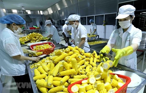 vietnam needs to invest in processing, packaging of agricultural products experts picture 1